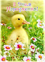 Birthday Postcard - Duckling/Flowers