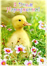 Birthday Postcard - Duckling/Flowers