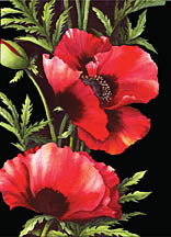 Poppies - Greeting Card